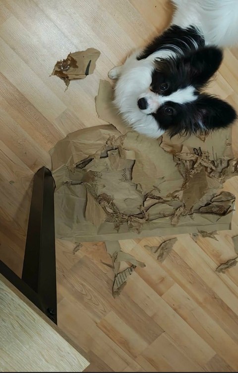 Echo paper destruction next to desk