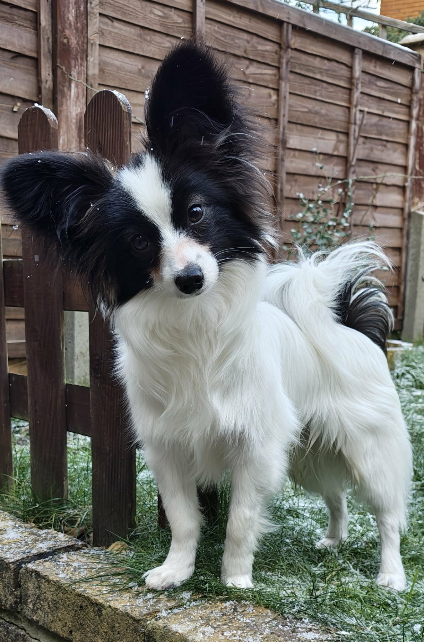 Echo in snow in garden